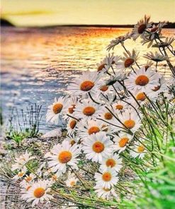 Daisy Field on Lakeside Flowers Paint By Number