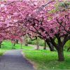 Path Park Cherry Blossom paint by numbers