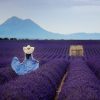 Woman in Lavender Field  People Paint By Number