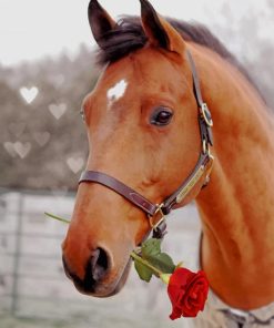 Horse Holding Red Rose paint by numbers