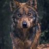 Black And Brown Wolf Paint by numbers