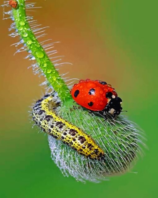 Ladybug paint by numbers