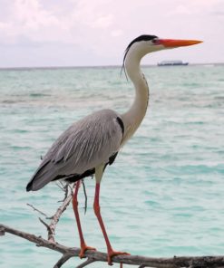 Heron Sea Bird paint by numbers