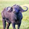 African-buffalo-animal-paint-by-numbers (1)