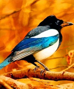 Magpie Bird Animal Paint by numbers