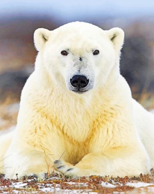 Polar Bear