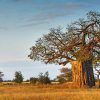 Aesthetic Baobab Tree Paint by numbers