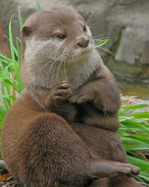 asian-small-otter-paint-by-numbers