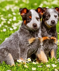 australian-cattle-dog-puppies-paint-by-numbers