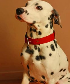 dalmatians-breed-dog-paint-by-numbers