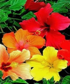 Hibiscus Flowers Paint by numbers