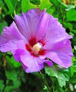 Purple Hibiscus Flower Paint by numbers Paint by numbers