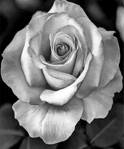 realistic-roses-black-and-white-paint-by-number