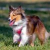 Sheltie Dog Paint by numbers