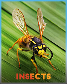 Insects