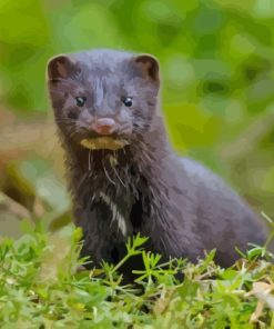 American Mink In Nature Paint By Numbers