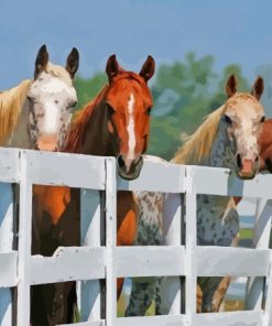 Beautiful Horses By Fence Paint By Numbers