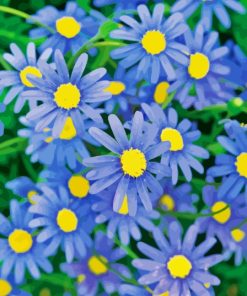 Blue Daisies Flowers Paint By Numbers