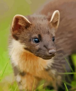 Pine Marten Paint By Numbers