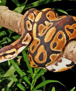 The Ball Python Snake Paint By Numbers