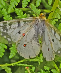 The Clodius Parnassian Butterfly Paint By Numbers