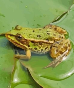 Water Frog On Lily Pad Paint By Numbers