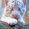 White Sweet Baby Face Tiger Paint By Numbers