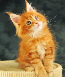 Fluffy Blonde Kitten Paint By Numbers