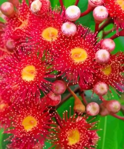 Red Snow Gum Flowers Paint By Numbers