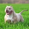 American Bully Animal Paint By Numbers