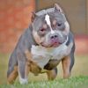 American Bully Paint By Numbers