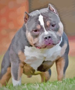 American Bully Paint By Numbers