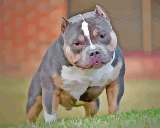 American Bully Paint By Numbers