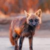 Black And Orange Melanistic Fox Paint By Numbers