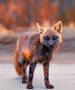 Black And Orange Melanistic Fox Paint By Numbers