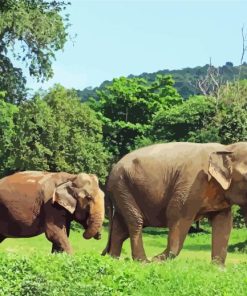 Elephants In Thailand Paint By Numbers