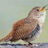 English Wren Bird Paint By Numbers