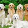 Golden And Cream Retriever Dogs Paint By Numbers