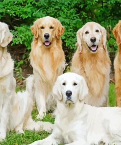 Golden And Cream Retriever Dogs Paint By Numbers