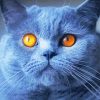 Gray Cat Orange Eyes Paint By Numbers