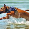 Mountain Cur Running In Water Paint By Numbers