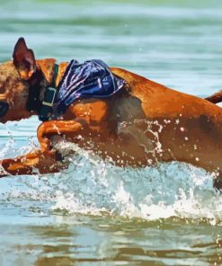 Mountain Cur Running In Water Paint By Numbers