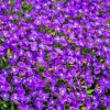 Weeds With Purple Flowers In Field Paint By Numbers