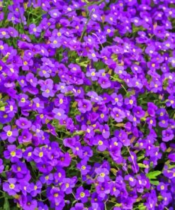 Weeds With Purple Flowers In Field Paint By Numbers