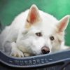 White Swiss Shepherd On Bench Paint By Numbers