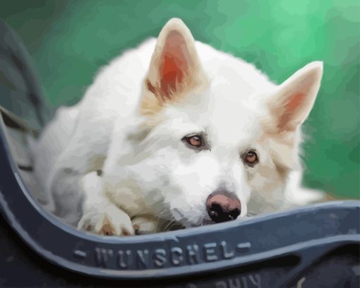 White Swiss Shepherd On Bench Paint By Numbers