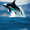 Killer Whale Swimming Paint By Numbers