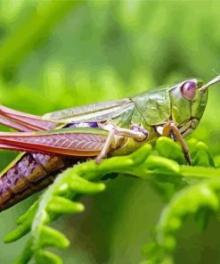 Meadow Grasshopper Paint By Numbers