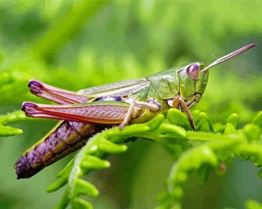 Meadow Grasshopper Paint By Numbers