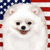 Patriotic Pomeranian Paint By Numbers